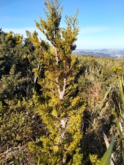 Cedar (Libocedrus bidwillii)