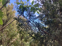 Cedar (Libocedrus bidwillii)