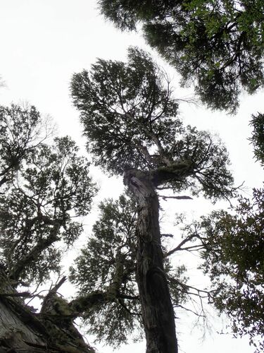 Cedar (Libocedrus bidwillii)