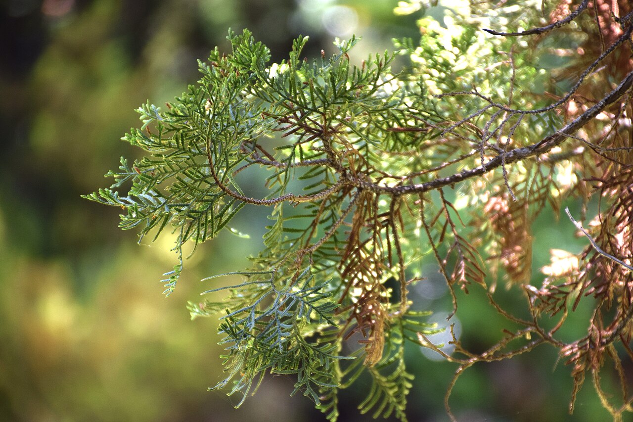 Cedar: Libocedrus bidwillii in Christchurch Botanic Gardens in Christchurch, Canterbury Region, New Zealand