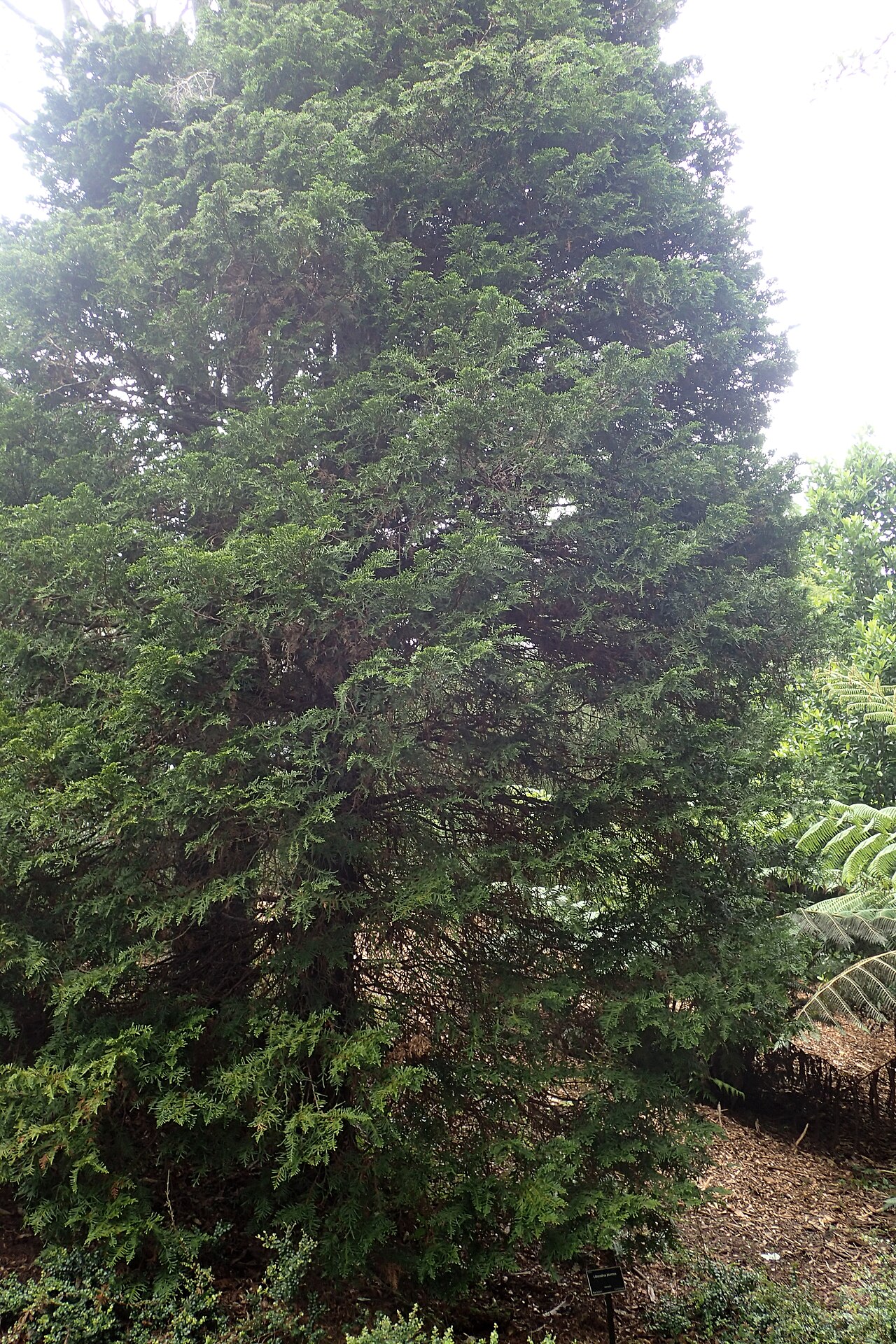 Kawaka: Libocedrus plumosa in Auckland Botanic Gardens