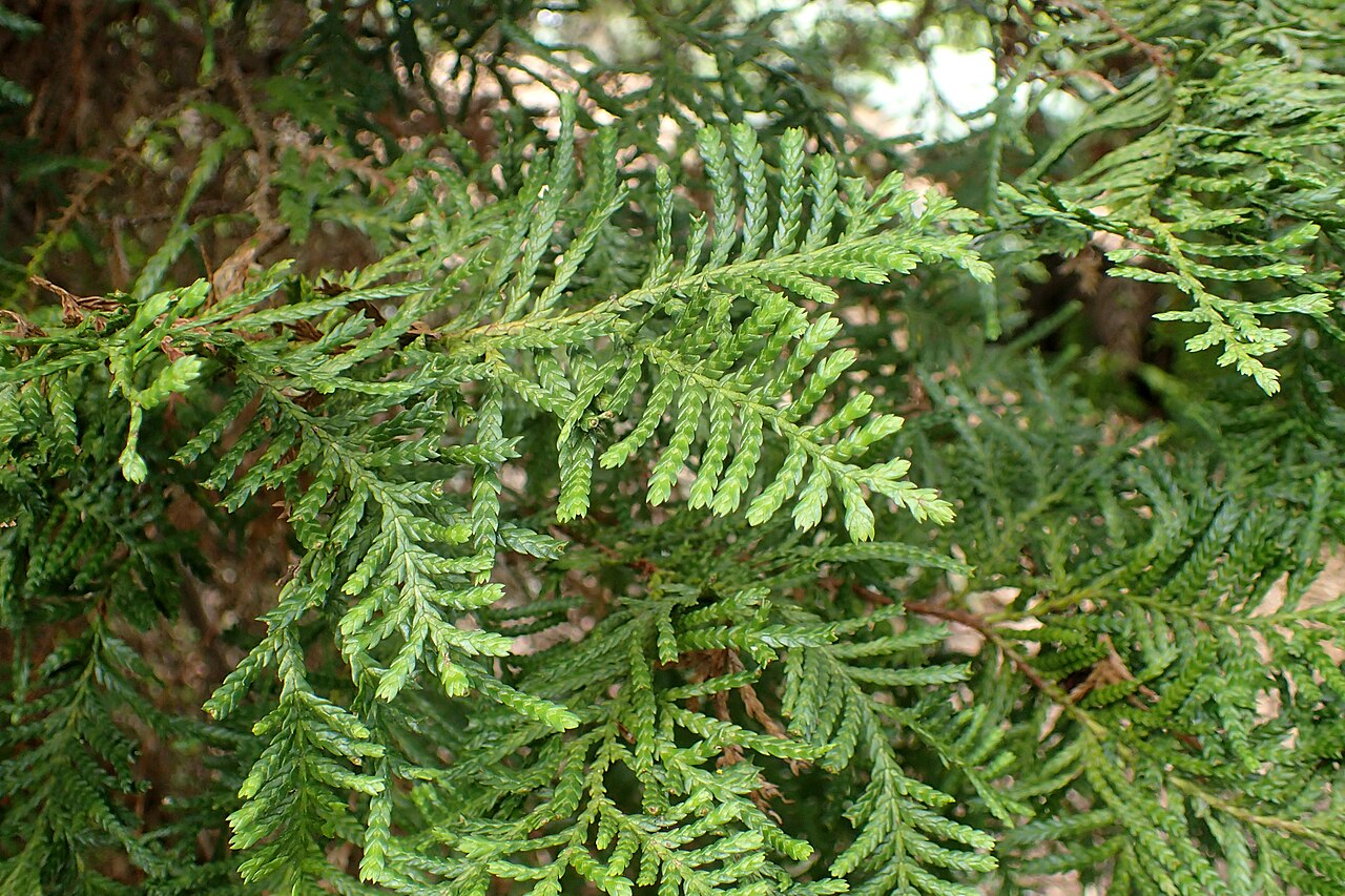 Kawaka: Libocedrus plumosa in Auckland Botanic Gardens