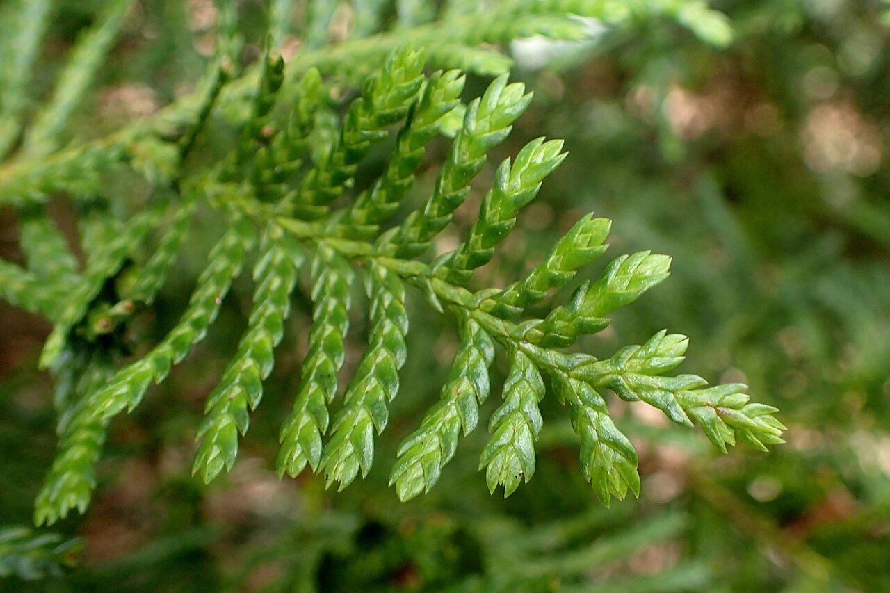 Kawaka: Libocedrus plumosa in Auckland Botanic Gardens