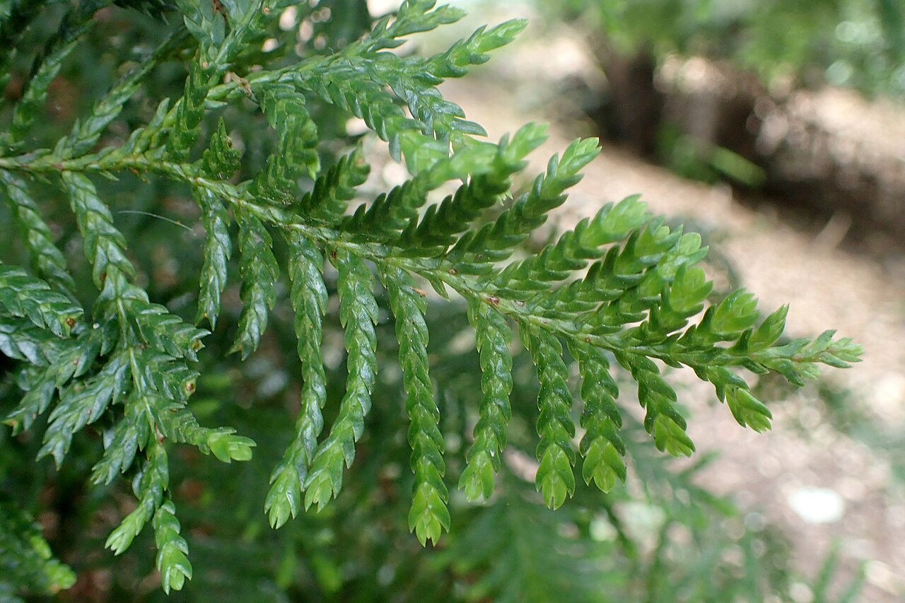 Kawaka: Libocedrus plumosa in Auckland Botanic Gardens