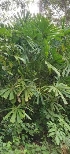 Licuala peltata (Licuala peltata)