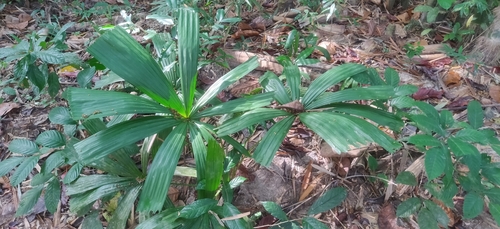 Licuala peltata (Licuala peltata)