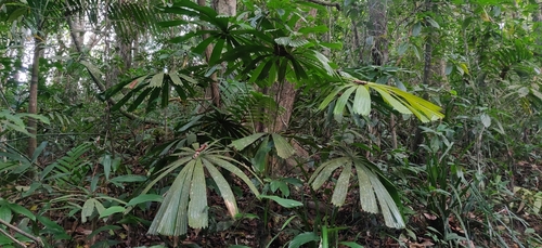 Licuala peltata (Licuala peltata)