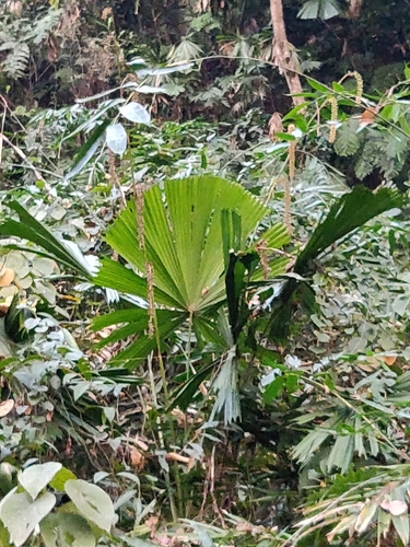 Licuala peltata (Licuala peltata)