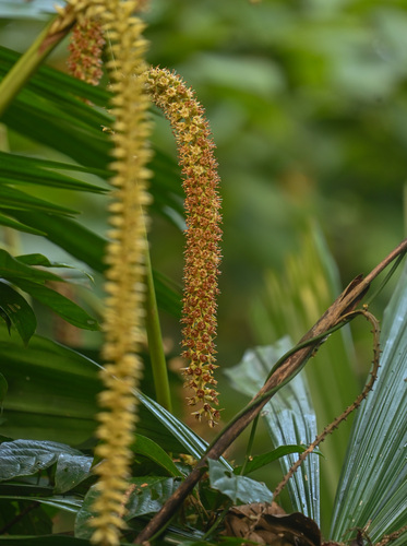 Licuala peltata (Licuala peltata)