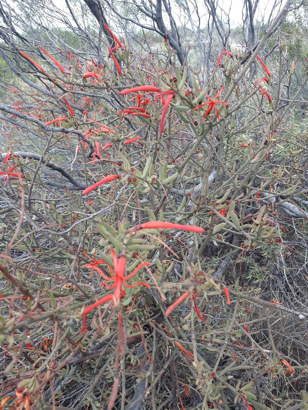 Ligaria cuneifolia: Ligaria cuneifolia
