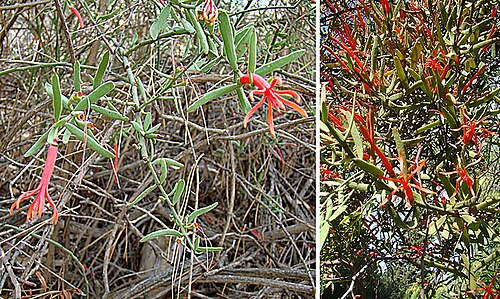 Ligaria cuneifolia: Known as the Argentine Mistletoe. In context at www.dixpix.ca/sth_cordillera/flora/parasites/index.html