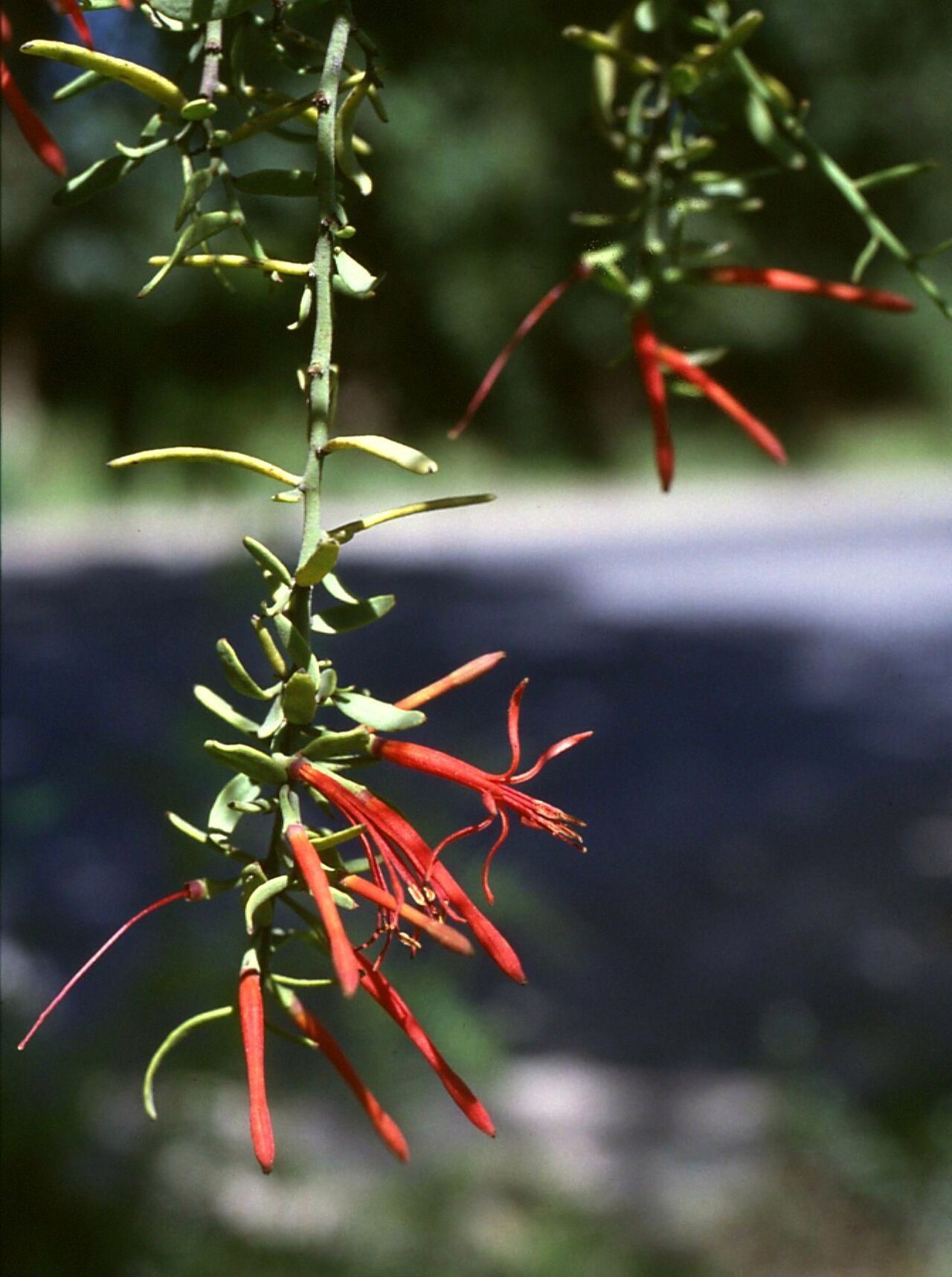 Ligaria cuneifolia: Ligaria cuneifolia , Riemenblumengewächse (Loranthaceae), parasitisch auf/parasitando a/parasitic on Schinus molle - Argentinien/Argentina, Mendoza, Parque Gene
