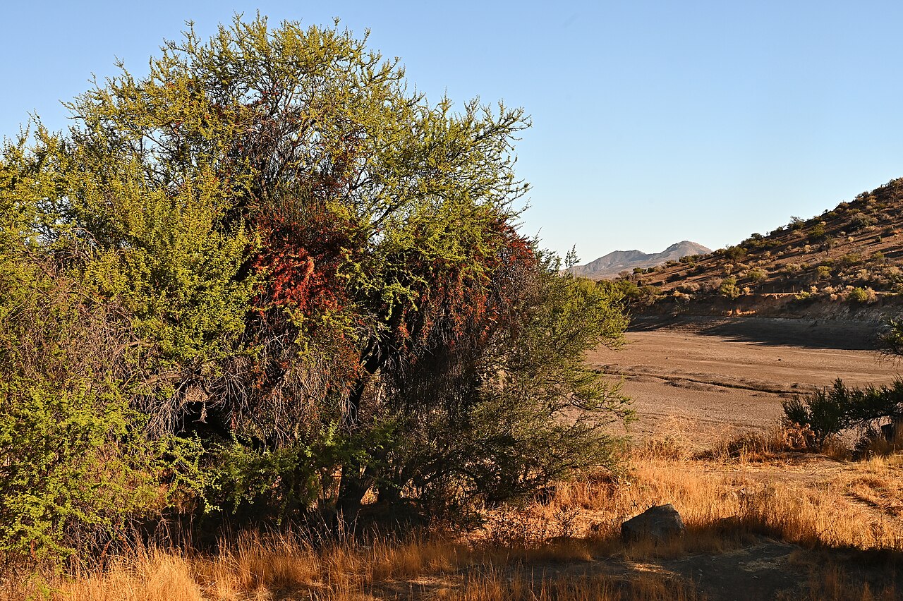 Ligaria cuneifolia: Ligaria cuneifolia in La Capilla in Región Metropolitana de Santiago, Chile