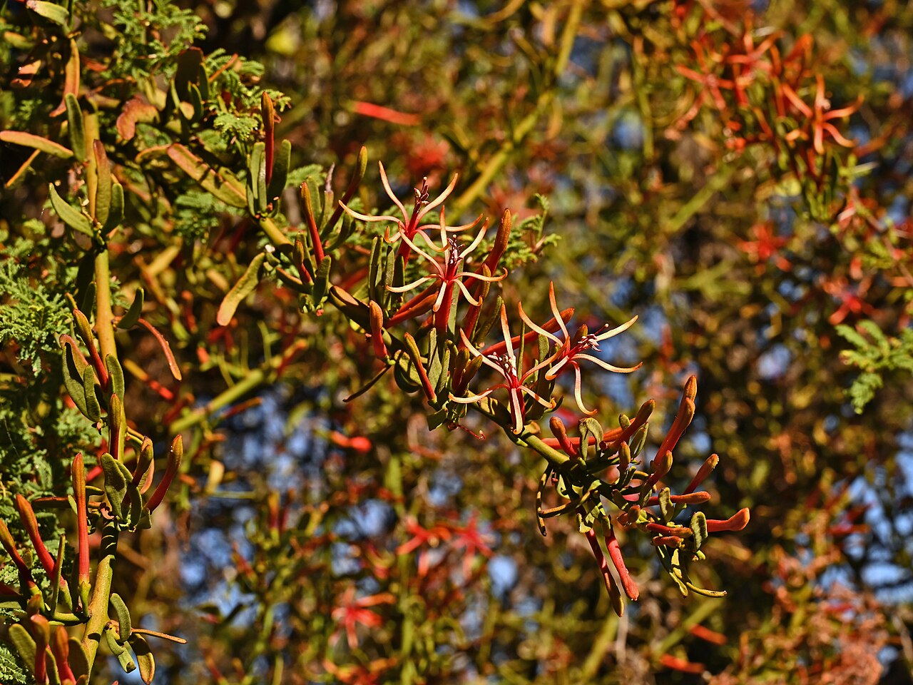 Ligaria cuneifolia: Ligaria cuneifolia in La Capilla in Región Metropolitana de Santiago, Chile