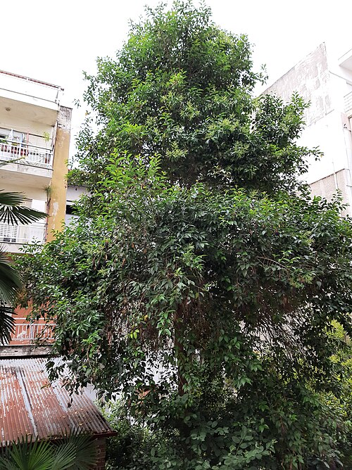 Glossy privet: Ligustrum lucidum, 2025-05