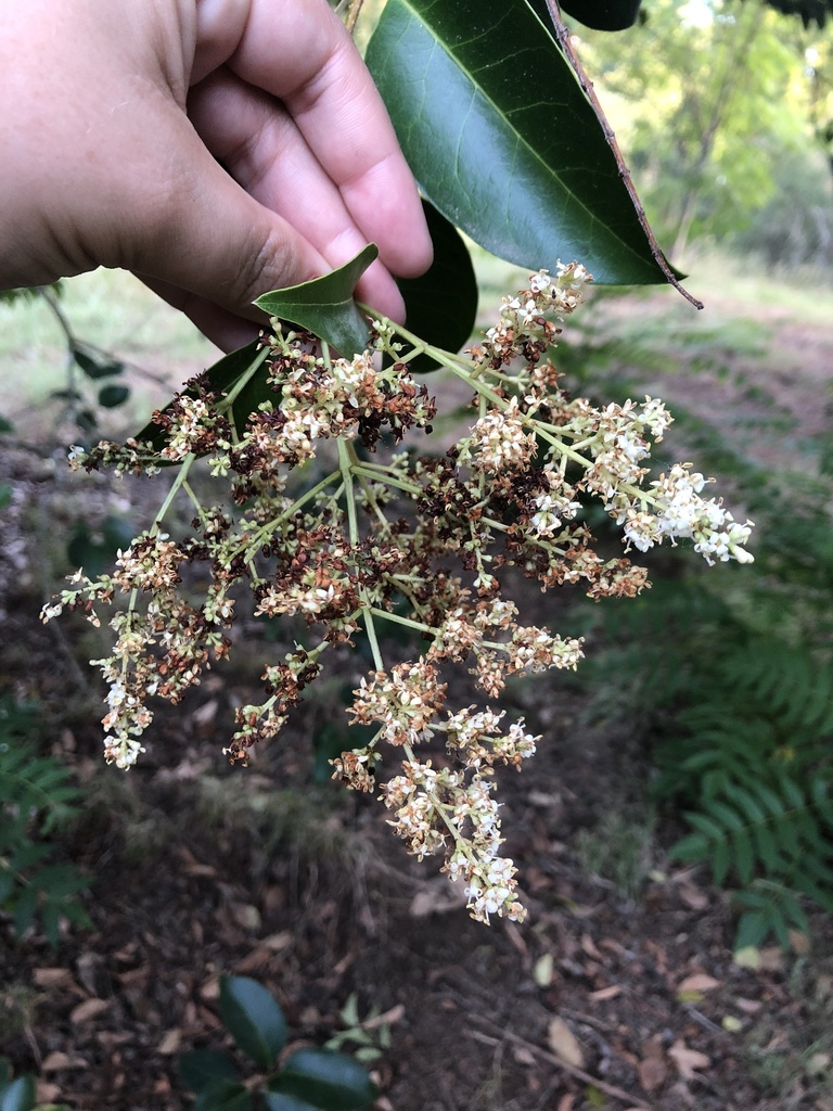 Glossy privet (Ligustrum lucidum)