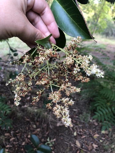 Glossy privet
