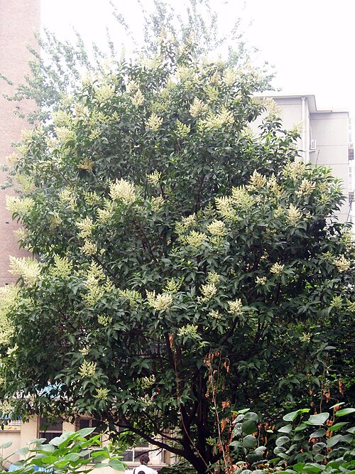 Glossy privet: Flowering tree privet