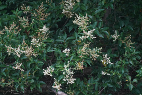 Glossy privet (Ligustrum lucidum)