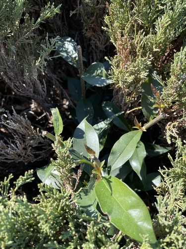 Glossy privet (Ligustrum lucidum)