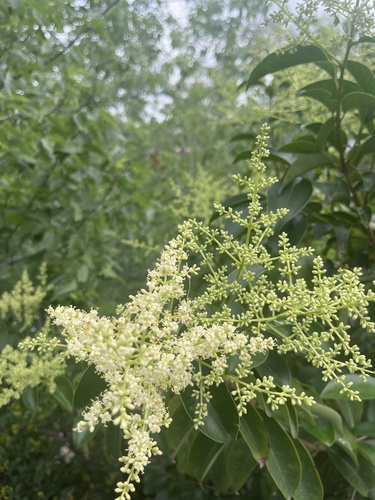 Glossy privet (Ligustrum lucidum)