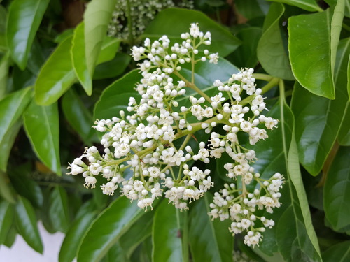 Glossy privet (Ligustrum lucidum)