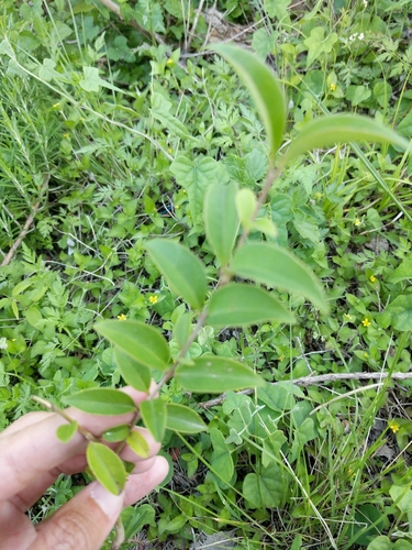 Glossy privet (Ligustrum lucidum)
