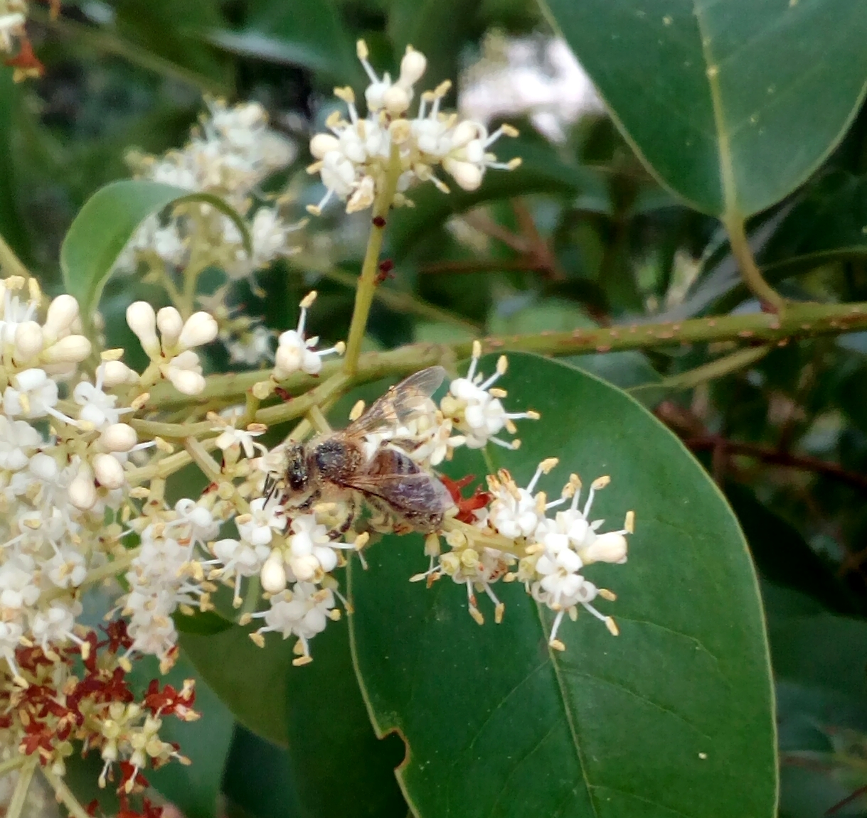 Glossy privet: Europian honey bee on ligustrum lucidum blossoms