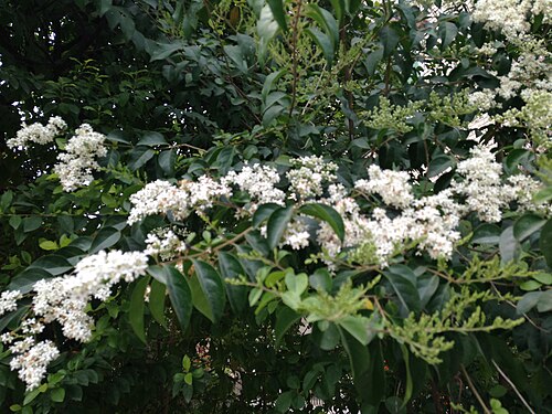 Glossy privet: トウネズミモチの花