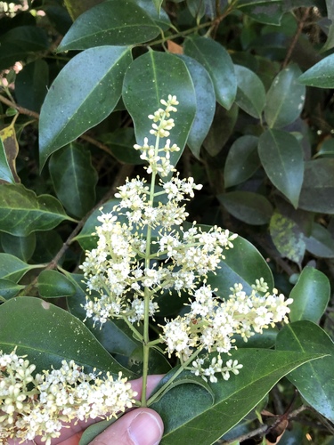 Glossy privet (Ligustrum lucidum)