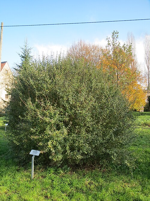 Wild privet: Gewöhnliche Liguster ( Ligustrum vulgare ) bei Schwetzingen