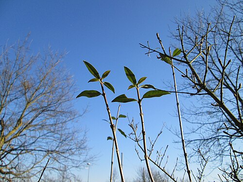 Wild privet: Gewöhnlicher Liguster ( Ligustrum vulgare ) an der Böschung der A61 bei Hockenheim