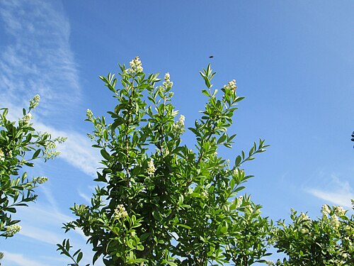 Wild privet: Gewöhnlicher Liguster ( Ligustrum vulgare ) in Hockenheim