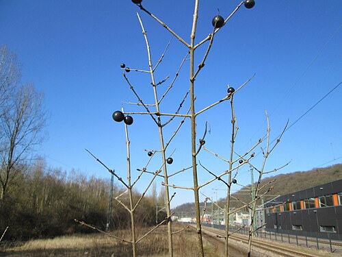 Wild privet: Gewöhnlicher Liguster ( Ligustrum vulgare ) am Bahnhof Brebach