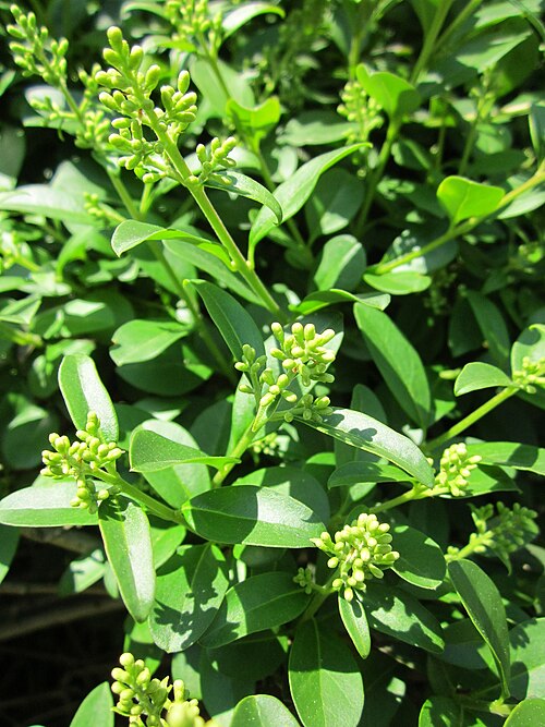 Wild privet: Gewöhnliche Liguster ( Ligustrum vulgare ) in Hockenheim