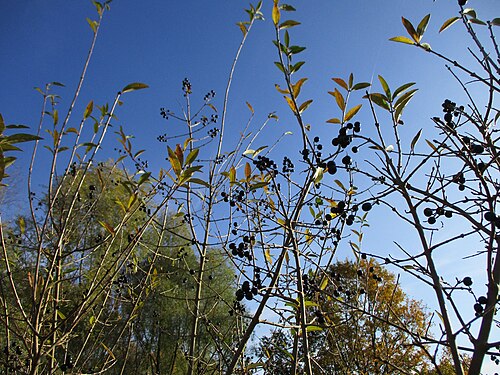 Wild privet: Gewöhnliche Liguster ( Ligustrum vulgare ) im Naturschutzgebiet St. Arnualer Wiesen