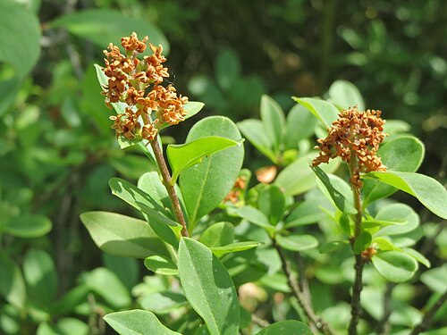 Wild privet: Gewöhnlicher Liguster ( Ligustrum vulgare ) in Hockenheim