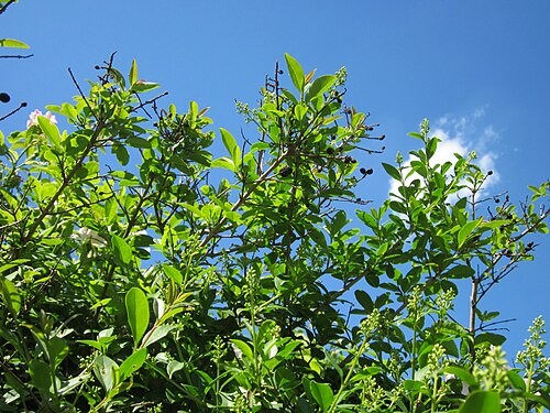 Wild privet: Gewöhnliche Liguster ( Ligustrum vulgare ) in Hockenheim