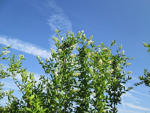Wild privet: Gewöhnlicher Liguster ( Ligustrum vulgare ) in Hockenheim