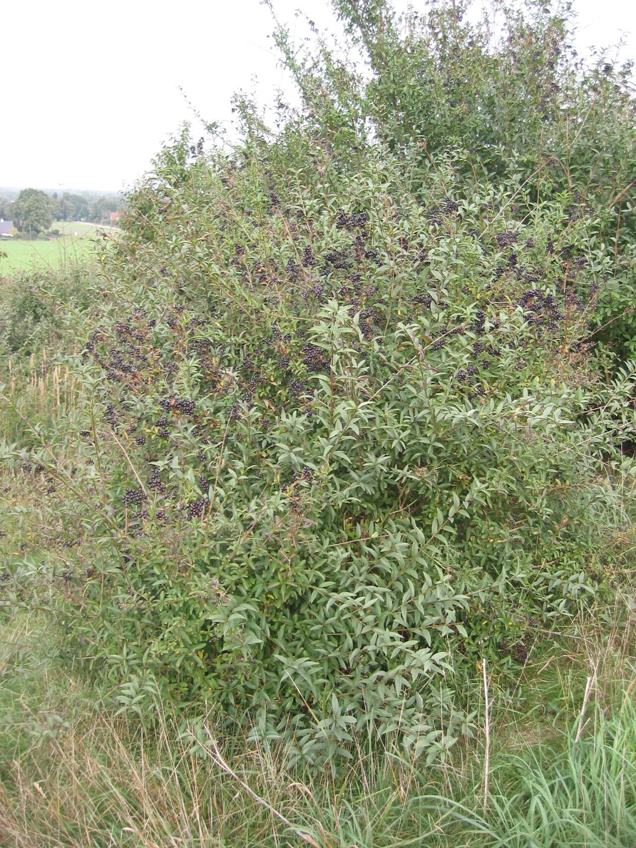 Wild privet: Ligustrum vulgare