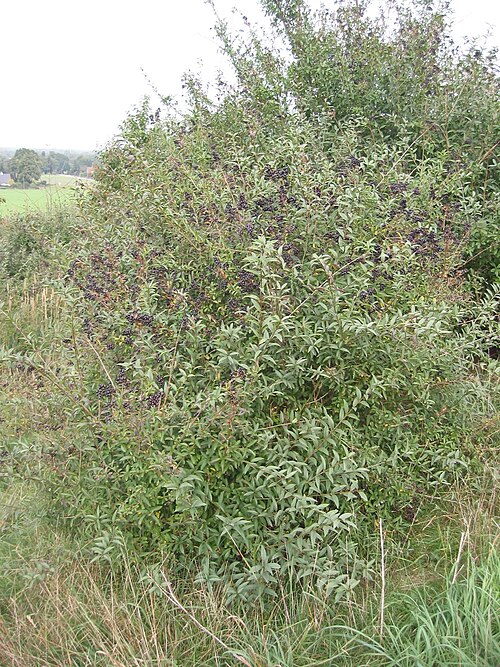 Wild privet: Ligustrum vulgare
