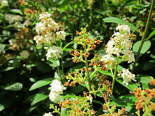 Wild privet: Gewöhnliche Liguster ( Ligustrum vulgare ) am Staden in Saarbrücken
