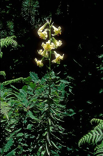 Lilium akkusianum: Lilium akkusianum in habitat near Akkus, Turkey
