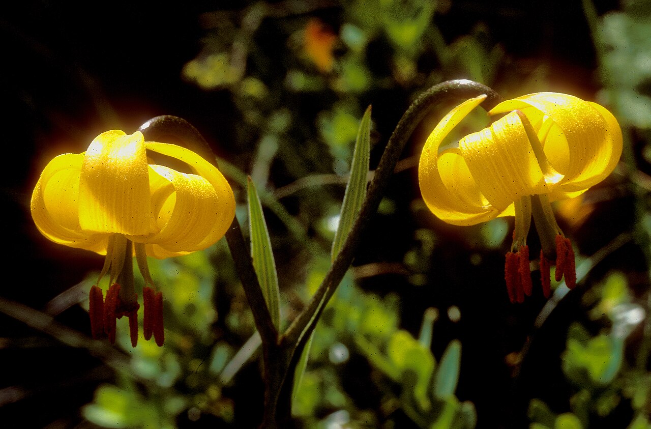 Albanian lily: Lilium albanicum in habitat at Katara pass, Greece