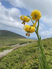 Albanian lily (Lilium albanicum)