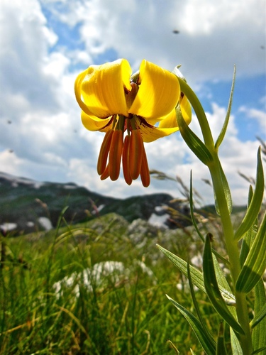 Albanian lily (Lilium albanicum)