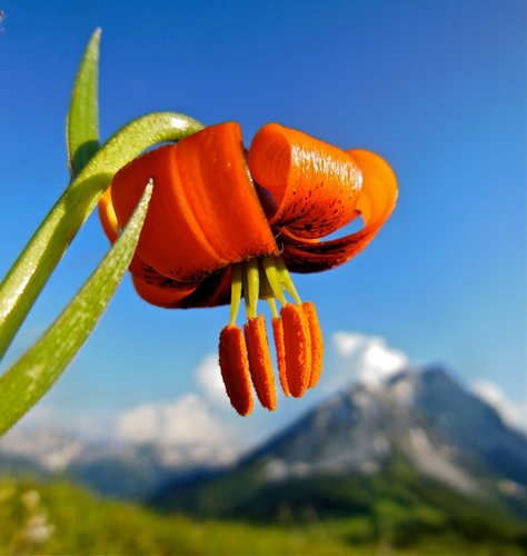 Albanian lily (Lilium albanicum)