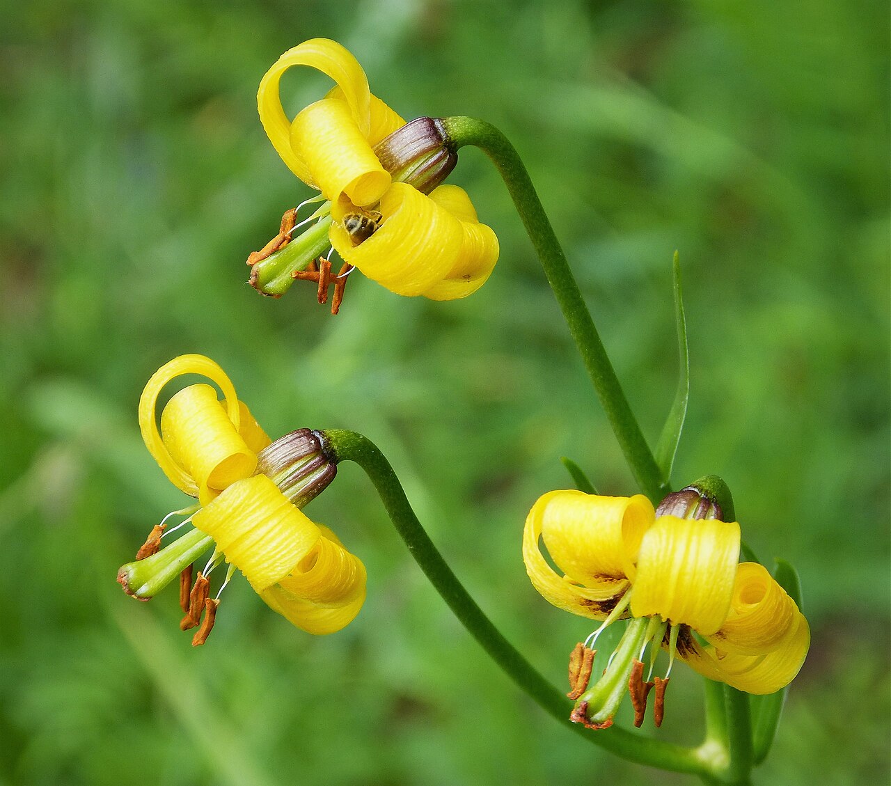 Albanian lily: Valbona National Park Albanian Alps