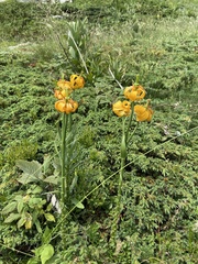 Albanian lily (Lilium albanicum)