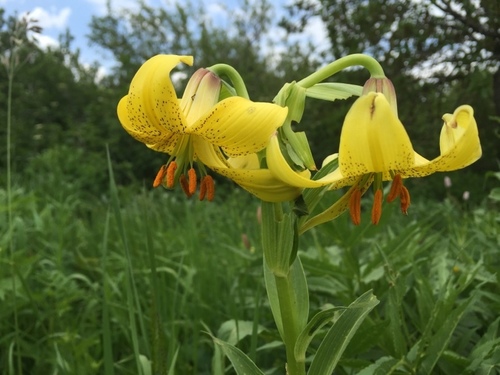 Lilium armenum (Lilium armenum)